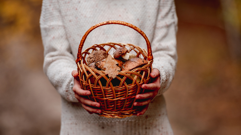 Illustrasjon soppkurv